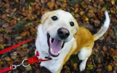 How to Stop Your Excited Dog From Urinating