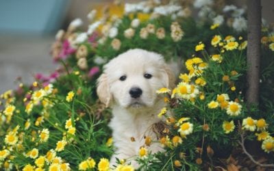 5 Common Garden Hazards for Your Pet