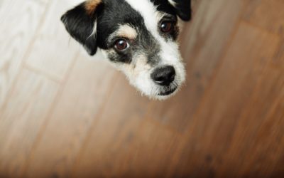 Are You Ready to Take in a Foster Pet?