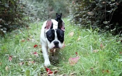 Hiking Safety Tips for Your Pet This Summer