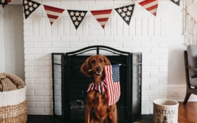 This Fourth of July Is Going to the Dogs and the Cats!