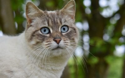 A Guide to Cleaning Your Pet’s Ears