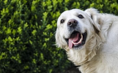 Does Your Pet Have Persistent Deciduous Teeth?