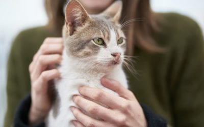 Best Ways to Be Reunited with a Missing Pet