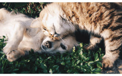 Helping Your Pet Find Relief This Allergy Season