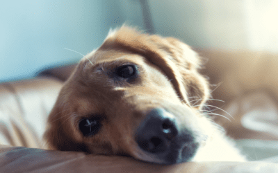 Helping Your Dog with Back-to-School Blues