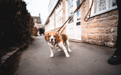 5 Steps to Training Your Dog to Walk Calmly on a Leash