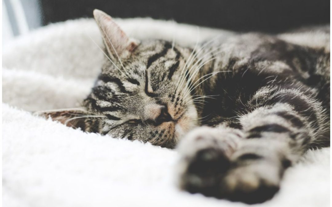 5 Ways to Celebrate National Cat Lovers Month - Companion's Choice Animal  Hospital