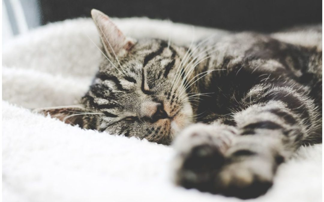 5 Fantastic Ways to Celebrate National Cat Lovers Month