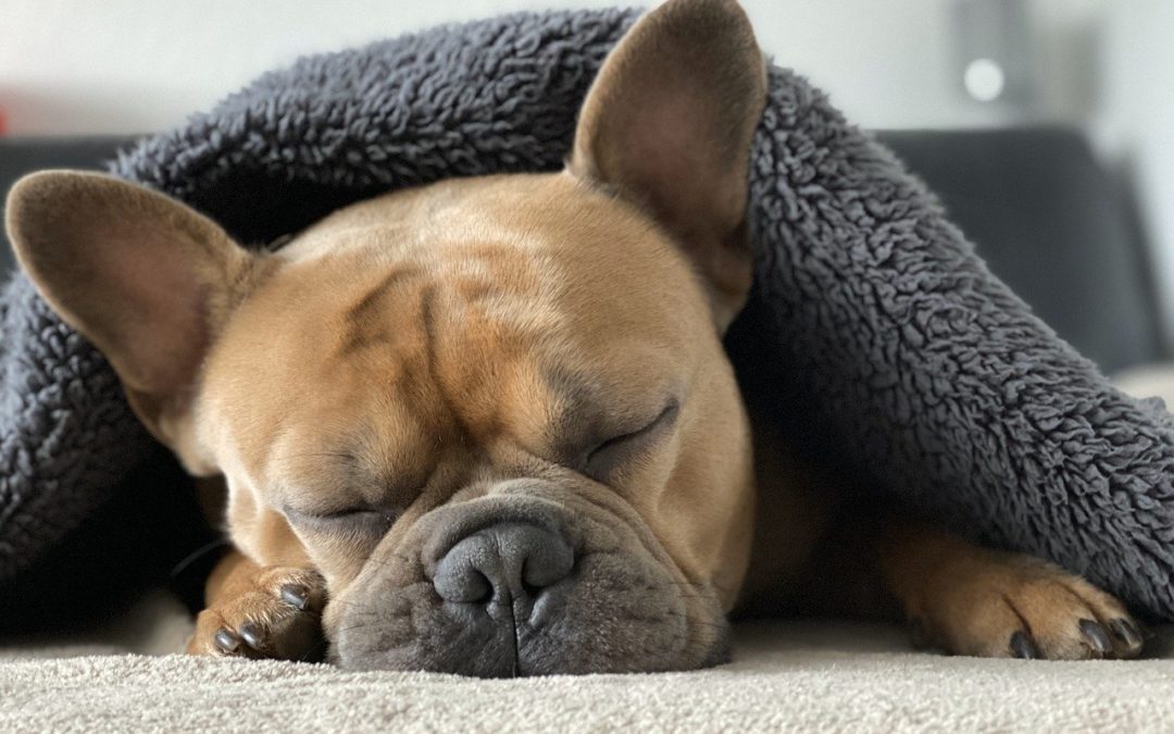 French bulldog sleeping under a gray blanket