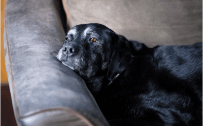4 Ways to Prepare Yourself for When Your Pet Passes Away