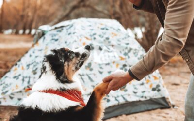 Essential Guidelines to Follow When Camping with Your Pets