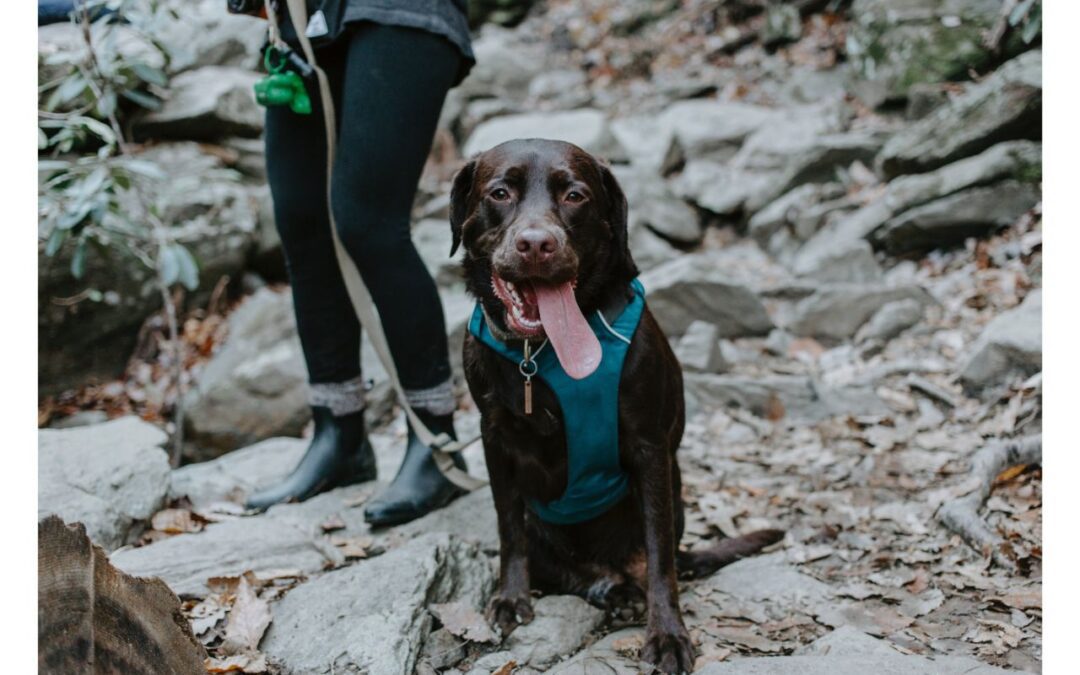 Dark brown lab with tongue out on a hike