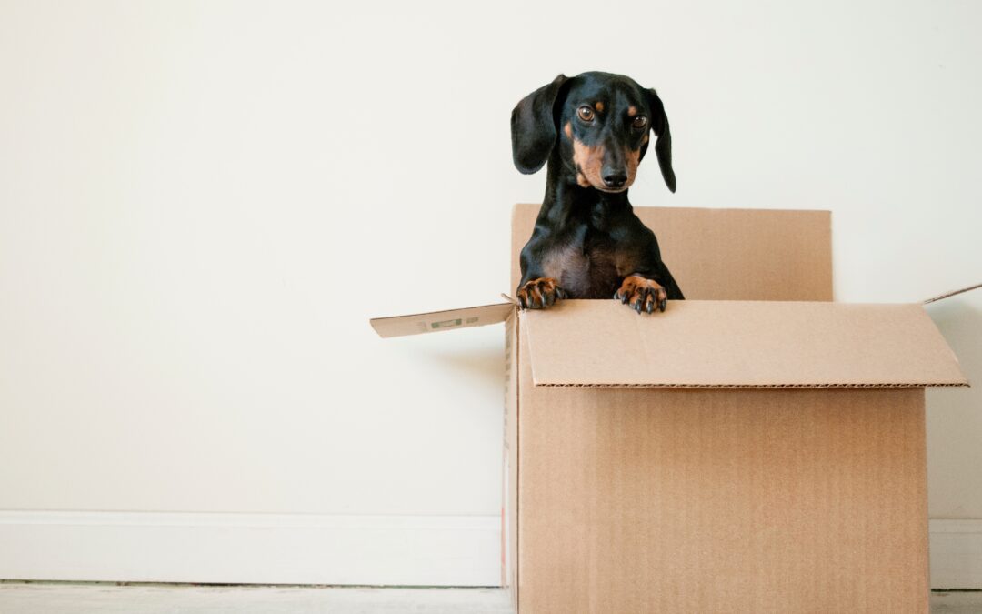 Black weiner dog standing in a cardboard box